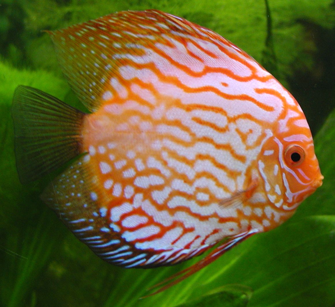 http://aquatropicalfish.files.wordpress.com/2009/02/aqua-tropical-fish-discus.jpg