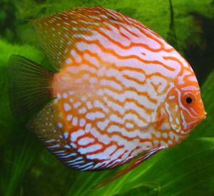 aqua-tropical-fish-discus