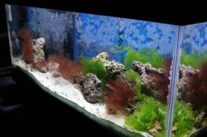 aqua-tropical-fish-oxygen-levels